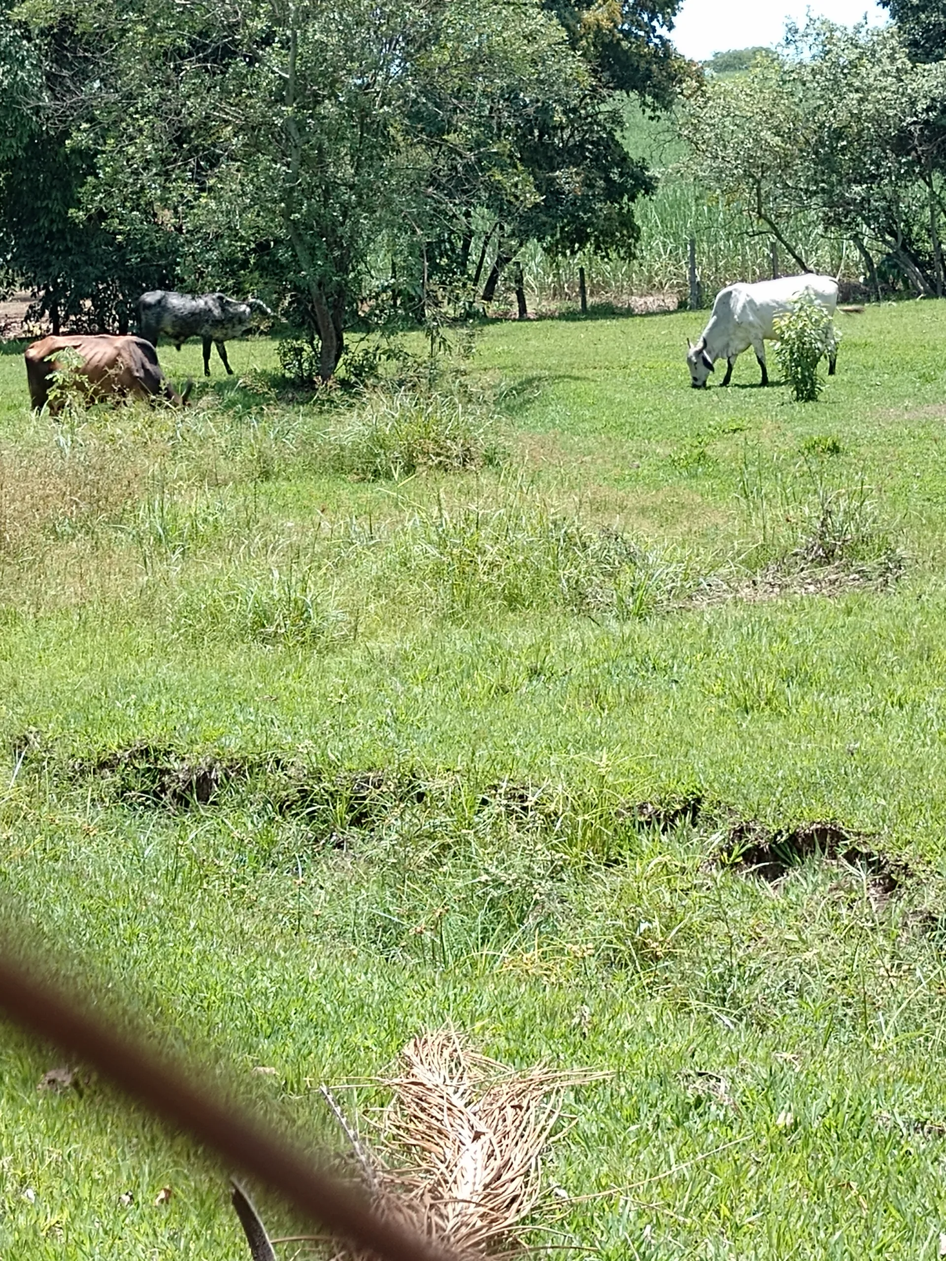 Foto 5 de 9 de Chácara teste celular