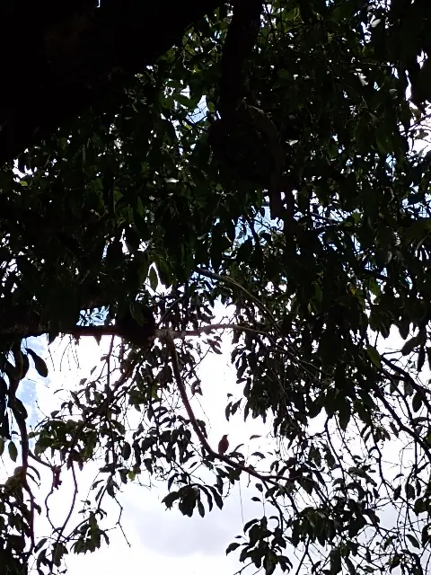 Chácara teste celular